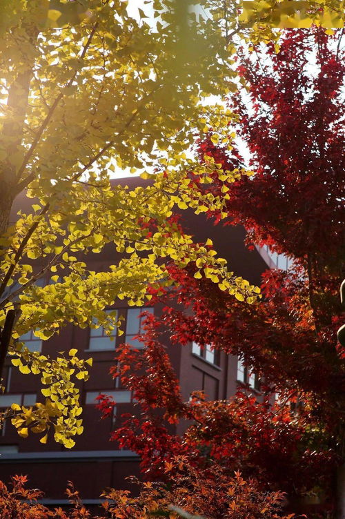 秋意正浓时作文,秋意正浓作文600字,窗外秋意正浓作文600字