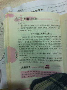 校园金银花墙的作文怎么写三百字