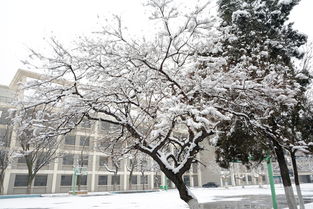 写景作文300字校园雪景