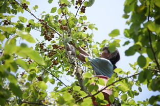 校园里的棠梨树作文