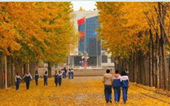 作文,松树,校园里