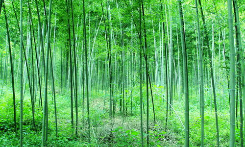 校园的小竹林作文