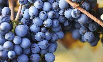 校园四季的葡萄架作文