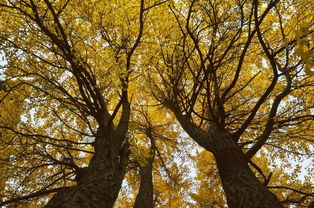 秋景,作文,校园里