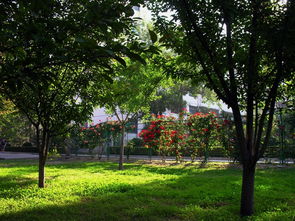 校园里那一道美丽的风景线作文