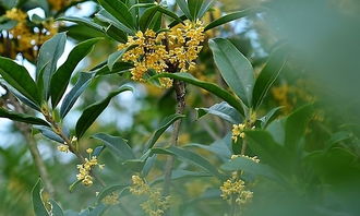 校园里的桂花四级作文