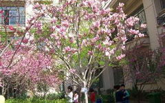 四级作文校园的春天400字