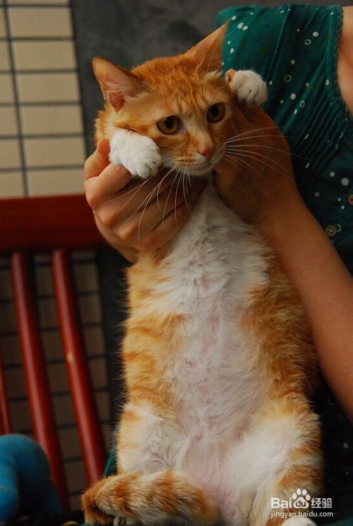 母猫节育后注意事项