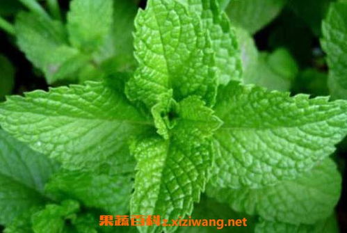 仙客来种子种植方法和注意事项,薄荷怎么种植方法和注意事项,盆栽薄荷的种植方法和注意事项