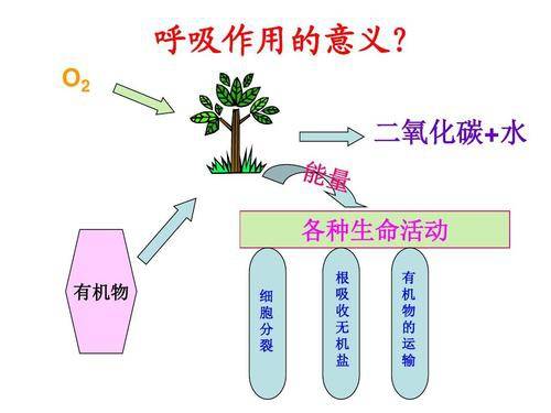 果蔬呼吸强度测定的注意事项