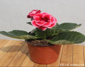 盆栽,养殖,注意事项,方法