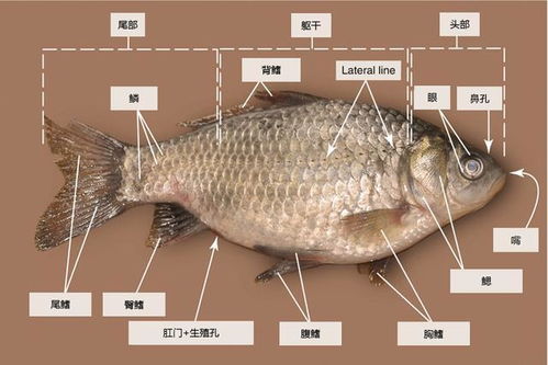 鲫鱼,解剖,注意事项,观察