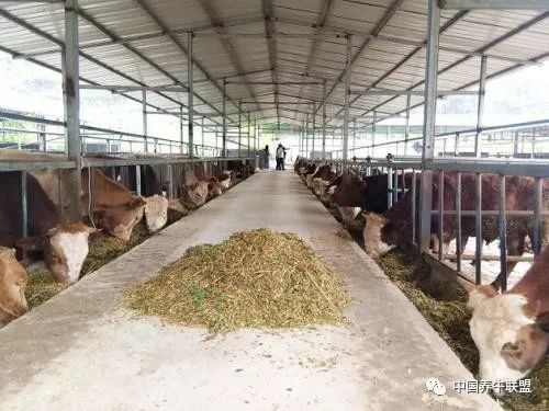 阳光棚注意事项,彩钢棚注意事项,管棚施工注意事项