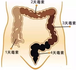 细胞矫正期间注意事项