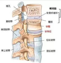 综合症,关节,注意事项,腰椎间盘