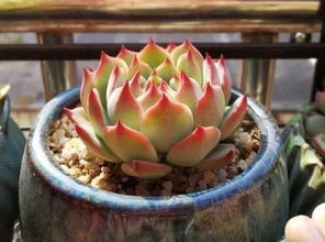 植物修根注意事项,吊兰修根注意事项,散尾竹换盆注意事项修根
