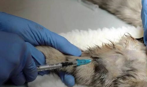 绝育,注意事项,手术