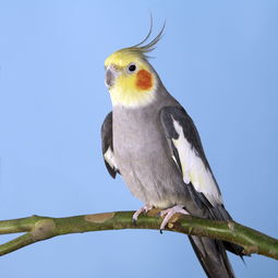 玄凤鹦鹉放飞注意事项