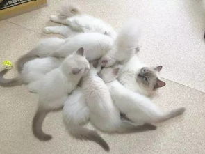 生猫仔注意事项