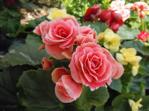 海棠玫瑰的养殖方法和注意事项有