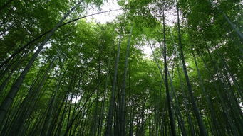 茶山竹海游玩注意事项