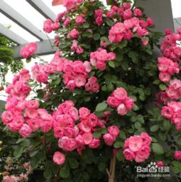 种植,注意事项,屏锦藤