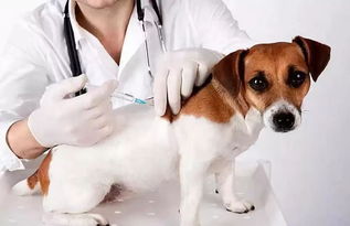 狗狗打了狂犬疫苗后注意事项