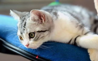 猫做绝育手术前后注意事项,母猫做绝育手术后注意事项,猫绝育手术注意事项及术后护理