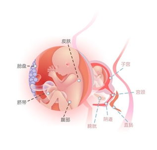 怀孕见红注意事项