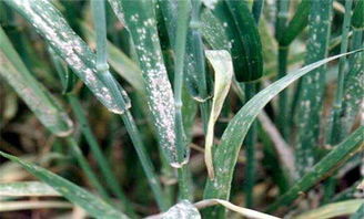 小麦孕穗期的管理,小麦孕穗期,小麦打苞孕穗期