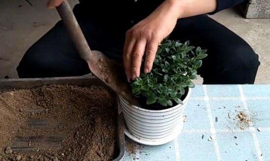 刚换土的花注意事项