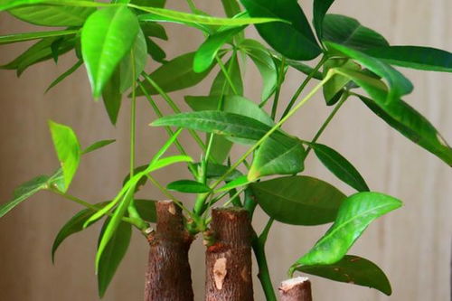 龙竹的养殖方法和注意事项,龙竹水养注意事项,土培龙竹的养殖方法和注意事项