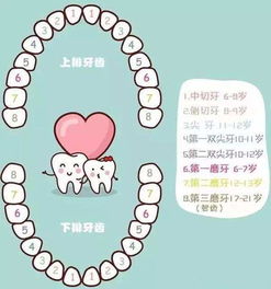 换牙,注意事项,儿童