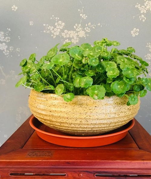 注意事项,花橄菜
