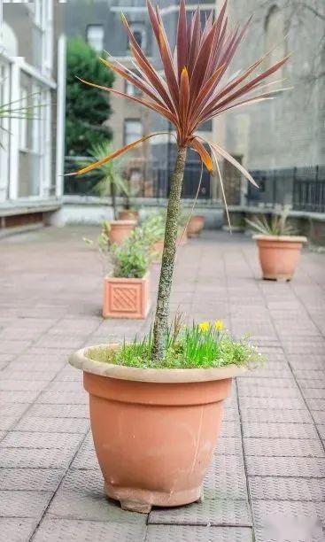 仙人牡丹的养殖方法和注意事项,仙人指头的养殖方法和注意事项,仙人箭养殖方法和注意事项