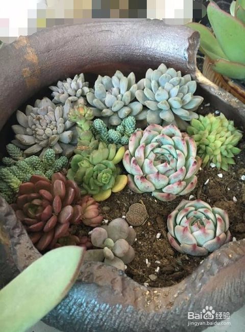 养多肉植物需要注意事项