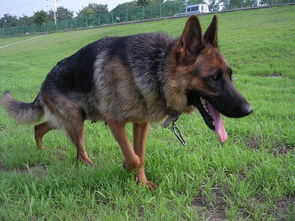 德牧饮食注意事项