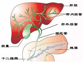 阴囊结石饮食注意事项