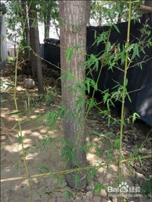 茶亩移栽注意事项