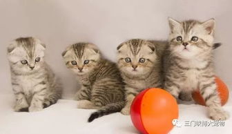 收养流浪小猫注意事项,关于收养三个月的小猫的注意事项,新收养小猫注意事项