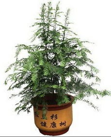 红豆杉,养殖,注意事项,室内