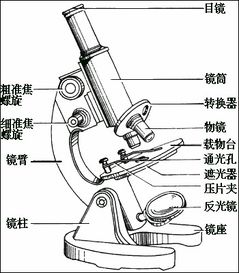 显微镜注意事项细调