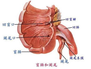 阑尾,注意事项,手术,拆完线