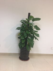 植物南北引种注意事项,动物引种注意事项,引种的原则和注意事项