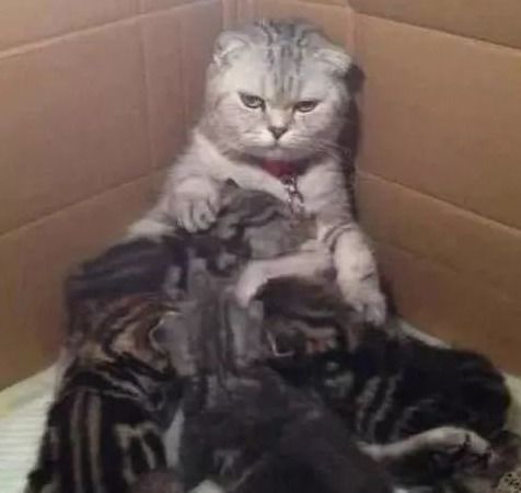 给猫洗澡要注意事项,母猫生第一胎注意事项,母猫生小猫注意事项