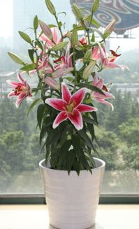 百合花,注意事项