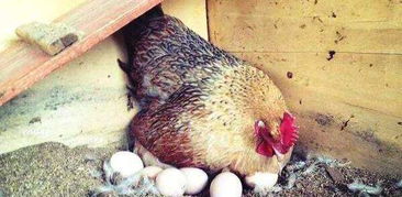 冬天孵化小鸡的注意事项