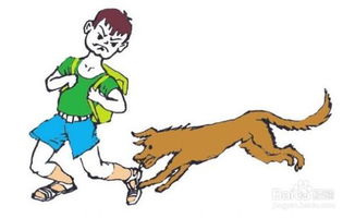 注射狅犬疫苗注意事项