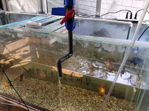 森森鱼缸底滤改造,鱼缸底滤改造最佳方法,鱼缸底滤改造最佳方法