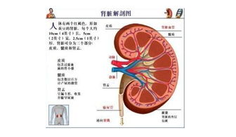 肝功肾功检查前注意事项,查肾功能注意事项,做甲功检查注意事项